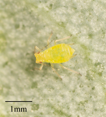 Wahlgreniella