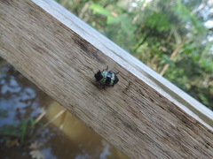 Barytopus gronovii
