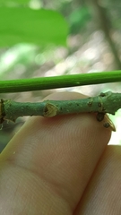 Fraxinus caroliniana