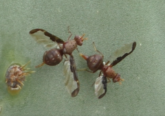 Diacrita costalis