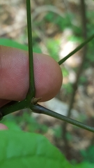 Fraxinus caroliniana