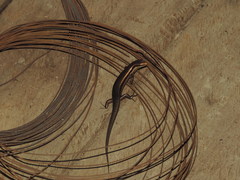 Copeoglossum nigropunctatum