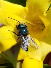 Osmia ribifloris ribifloris