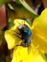 Osmia ribifloris ribifloris