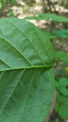 Fraxinus caroliniana