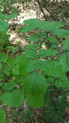 Fraxinus caroliniana