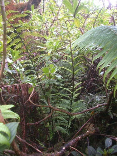 Asplenium acuminatum observed 2008-07-10
