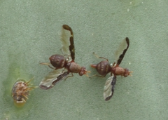 Diacrita costalis