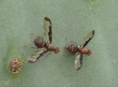 Diacrita costalis