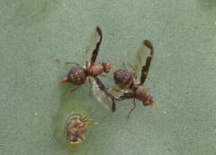 Diacrita costalis