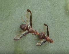 Diacrita costalis