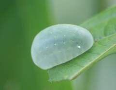 Cheromettia sumatrensis