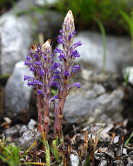 Orobanche coerulescens