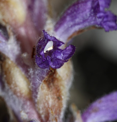 Orobanche coerulescens