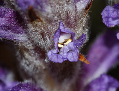 Orobanche coerulescens