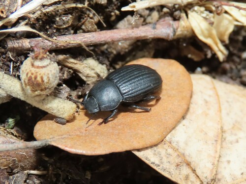 Phylan ulyssiponensis