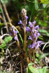 Orobanche coerulescens