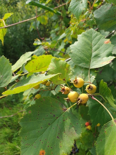 Pennsylvania Hawthorn (Crataegus pennsylvanica)