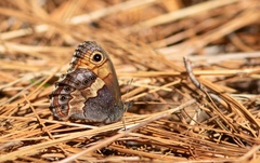Paramacera xicaque xicaque