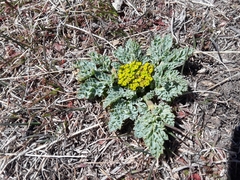 Cymopterus longipes
