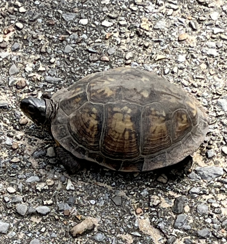 Gulf Coast Box Turtle in October 2023 by dshelton · iNaturalist