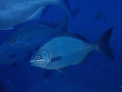 Kyphosus bigibbus
