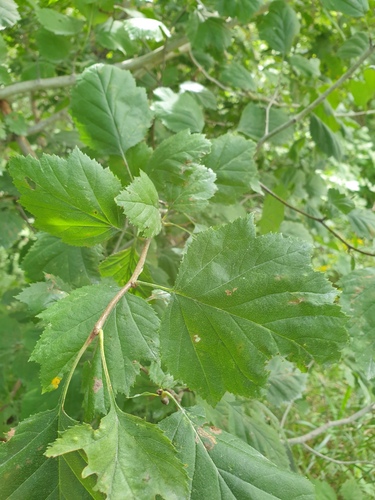 Gleaming hawthorn (Crataegus magniflora)