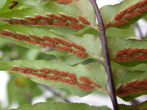 Asplenium contiguum observed 2005-03-30