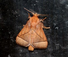 Praesetora divergens