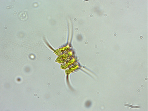 Representative image of Scenedesmaceae