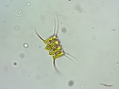 Scenedesmus quadricauda