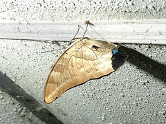 Archaeoprepona demophon centralis