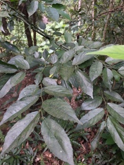 Ventilago leiocarpa