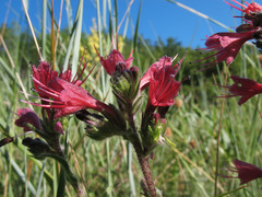 Pontechium maculatum