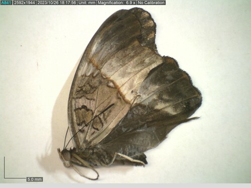 Cymothoe teita
