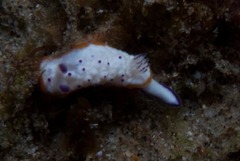 Mexichromis multituberculata