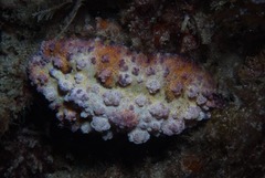 Phyllidiopsis cardinalis