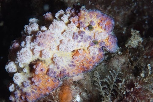 Phyllidiopsis cardinalis