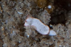 Diaphorodoris