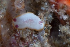 Goniobranchus tinctorius