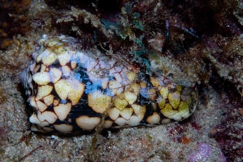 Conus bandanus