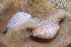 Procalpurnus semistriatus
