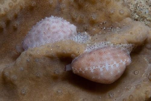 Procalpurnus semistriatus