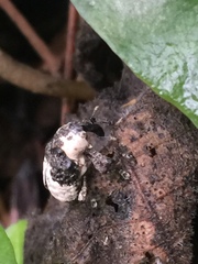 Sternuchopsis trifida