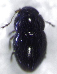 Ptenidium pusillum