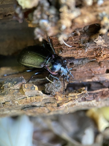 Bronze Ground Beetle photo 6