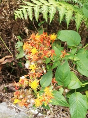 Pseudogynoxys haenkei