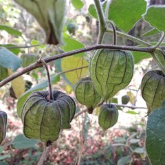 Physalis glutinosa