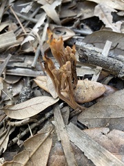 Media resource of Sebacina schweinitzii