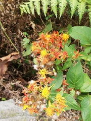 Pseudogynoxys haenkei